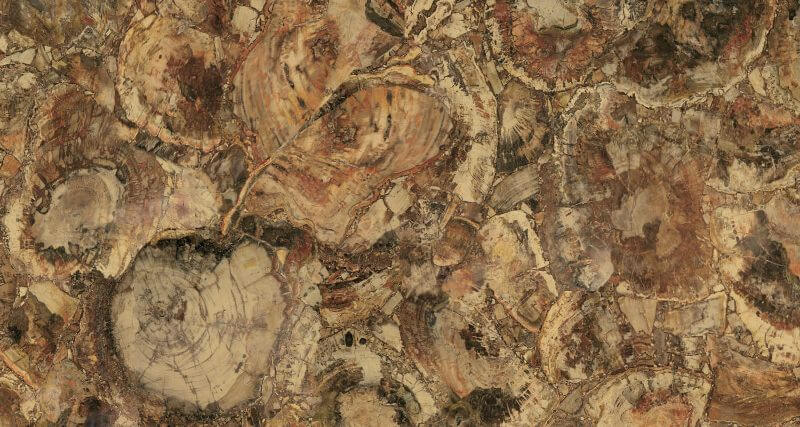 fossil-gold-60x120